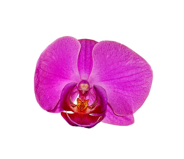 Beautiful pink orchid isolated on a white background — Stock Photo, Image