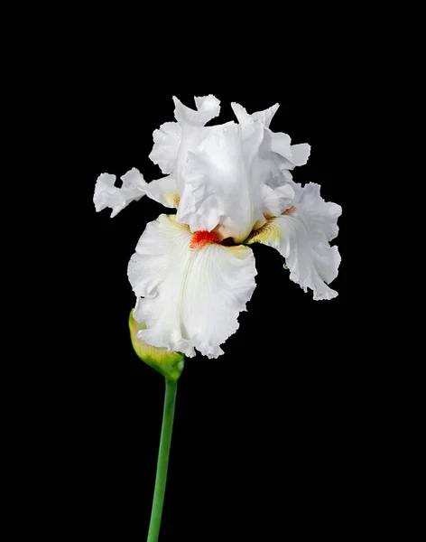 Mooie witte Iris bloem op een zwarte achtergrond — Stockfoto