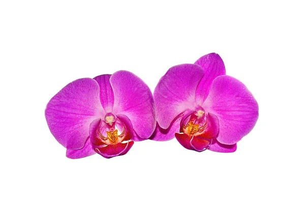 Beyaz arka planda izole edilmiş güzel pembe orkide. — Stok fotoğraf