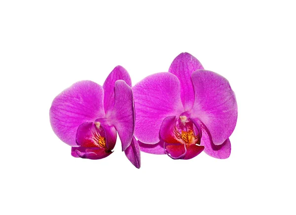 Mooie roze orchidee geïsoleerd op een witte achtergrond — Stockfoto