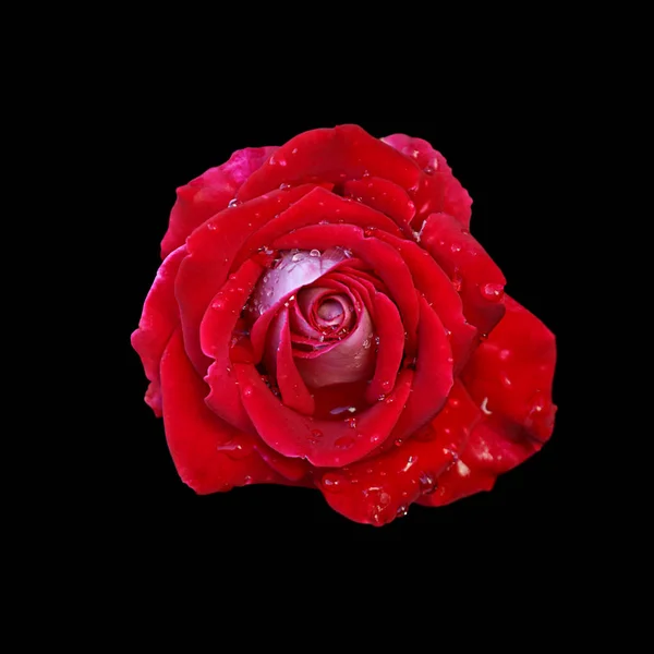 Siyah bir arka plan üzerinde izole güzel kırmızı gül