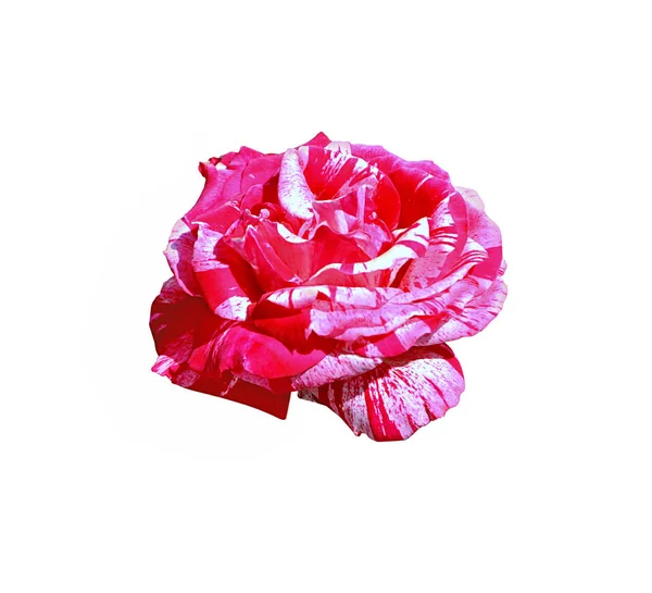 Цветная роза на белом фоне — стоковое фото