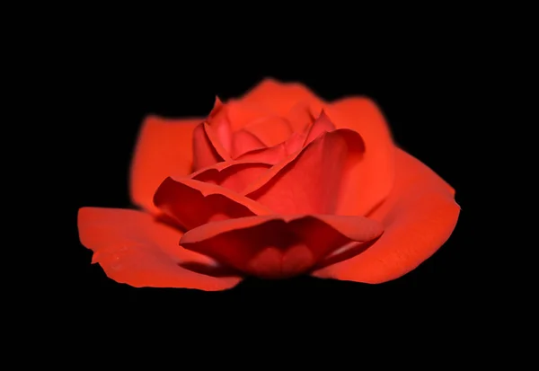 黒の背景に分離された美しい赤いバラ — ストック写真