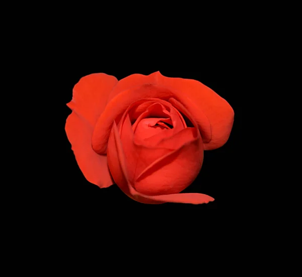 Belle rose rouge isolée sur fond noir — Photo