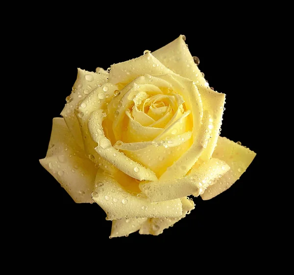 美丽的黄玫瑰孤立在黑色背景 — 图库照片