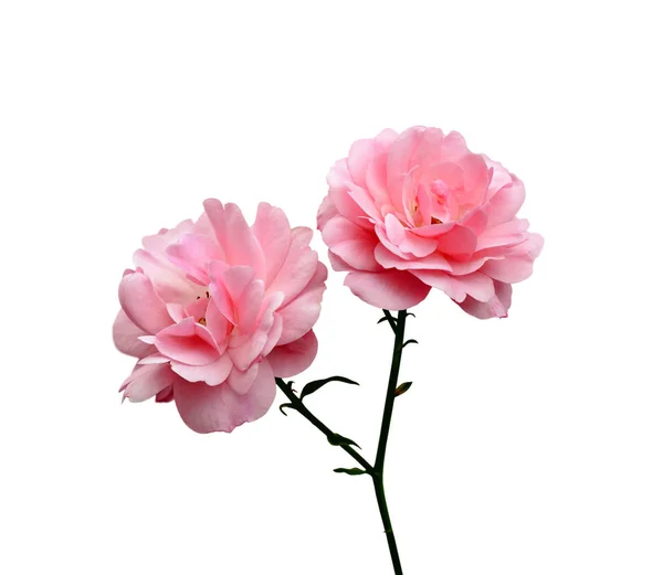 Lindas rosas rosa pálidas isoladas em um fundo branco — Fotografia de Stock