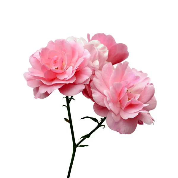 Lindas rosas rosa pálidas isoladas em um fundo branco — Fotografia de Stock