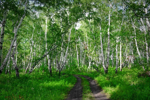 Summer Forest. Green trees. Path in the woods.