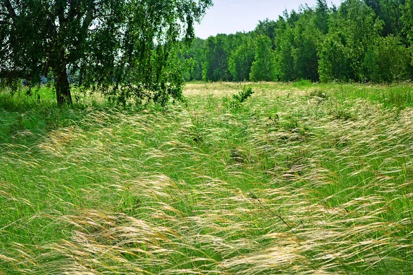 Bosque de verano. Árboles verdes. Glade de hierba. Cielo azul . —  Fotos de Stock