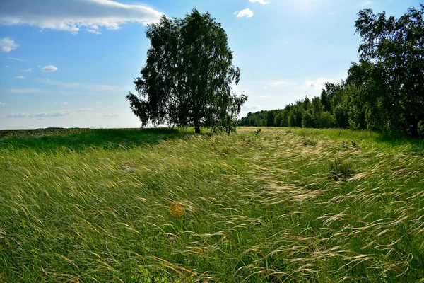 Zomer bos. Groene bomen. Glade van gras. Blauwe hemel. — Stockfoto