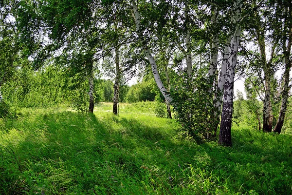 Bosque de verano. Árboles verdes. Camino en el bosque . —  Fotos de Stock