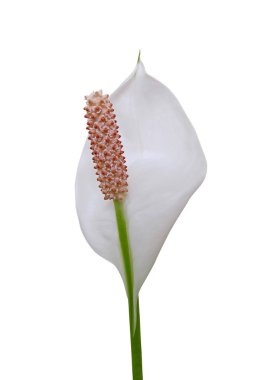 çiçek spatifilyum beyaz bir arka plan üzerinde