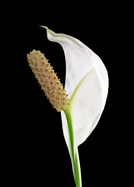 Flor Spathiphyllum em um fundo preto — Fotografia de Stock
