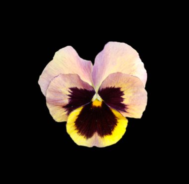 Siyah bir arka plan üzerinde izole çiçek tava