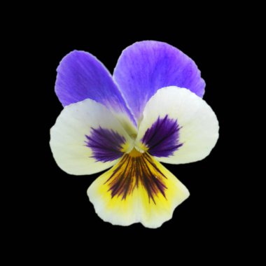 Siyah bir arka plan üzerinde izole çiçek tava