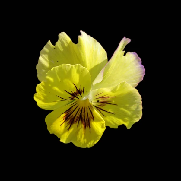 Flower pansies isolated on a black background