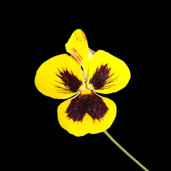 Flower pansies isolated on a black background