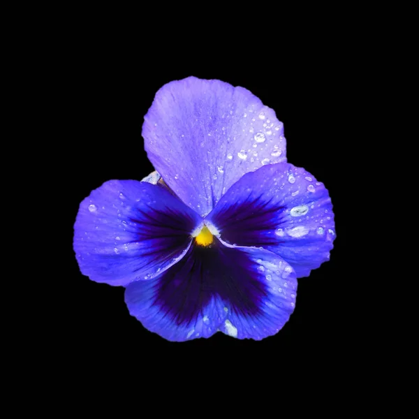 Flower Pansies Isolated Black Background — Stock Photo, Image