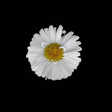 Beyaz aster bir siyah arka plan üzerine izole