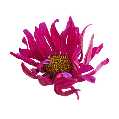 Mor aster beyaz bir arka plan üzerinde izole
