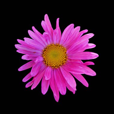 Pembe aster siyah bir arka plan üzerinde izole