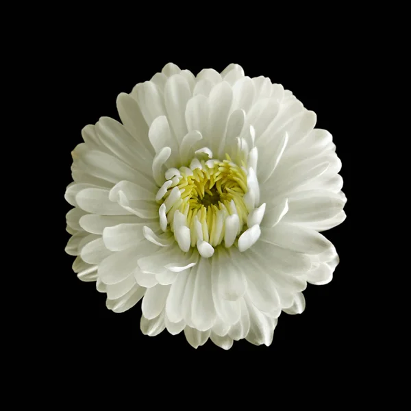 Mooie witte Aster bloem geïsoleerd op een zwarte achtergrond — Stockfoto