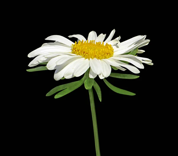 White aster isolated on a black background — Stock Photo, Image