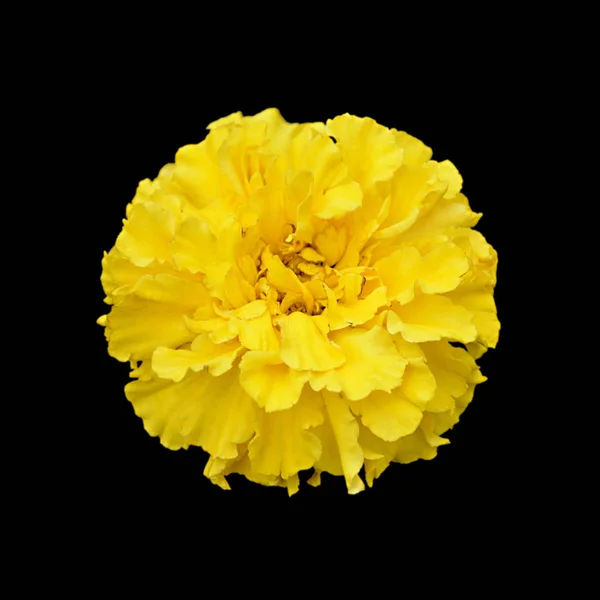 Schöne gelbe Ringelblume Blume isoliert auf schwarzem Hintergrund — Stockfoto
