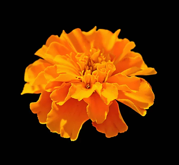 Piękny pomarańczowy Marigold izolowane na czarnym tle — Zdjęcie stockowe