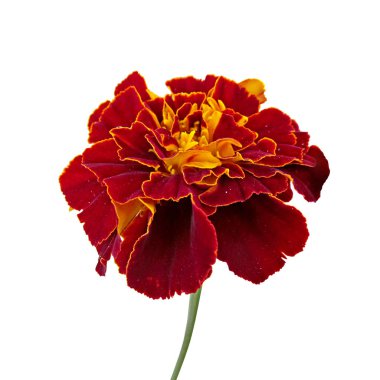 Güzel bordo kadife beyaz bir arka plan üzerinde izole