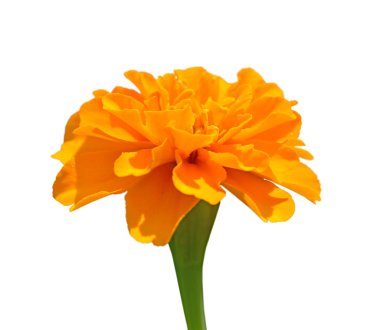 Güzel turuncu kadife beyaz bir arka plan üzerinde izole