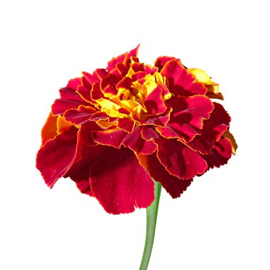 Güzel bordo kadife beyaz bir arka plan üzerinde izole