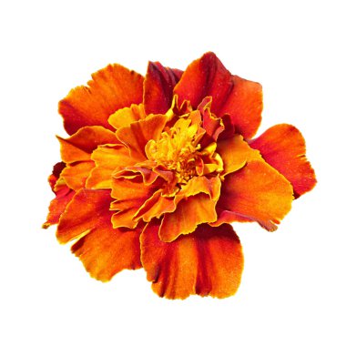 Güzel bordo kadife beyaz bir arka plan üzerinde izole