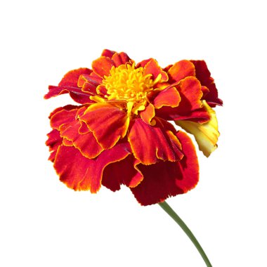 Güzel bordo kadife beyaz bir arka plan üzerinde izole