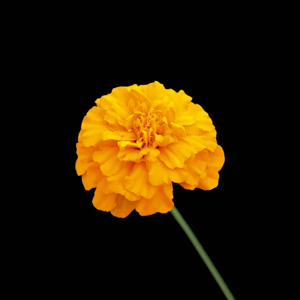 Piękny pomarańczowy Marigold izolowane na czarnym tle — Zdjęcie stockowe