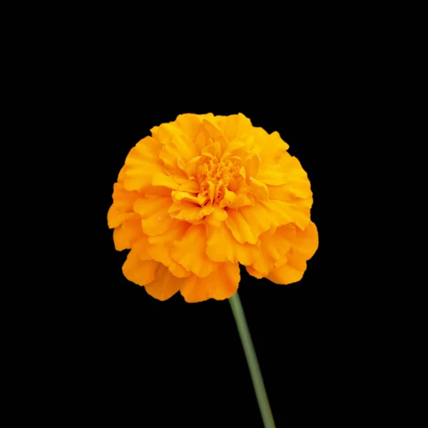 美丽的橙色玛丽戈尔德孤立在黑色背景 — 图库照片
