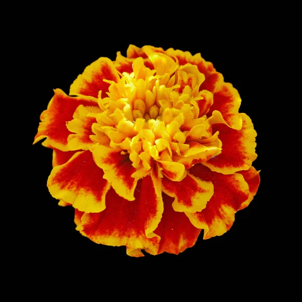 Bella calendula colorata isolata su uno sfondo nero — Foto Stock