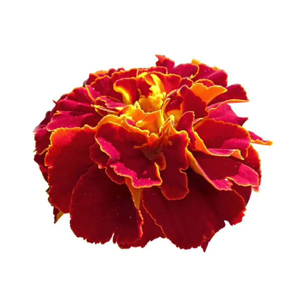Indah marigold burgundy terisolasi pada latar belakang putih — Stok Foto