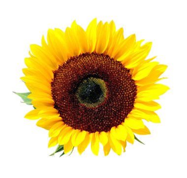 Güzel sarı ayçiçeği beyaz bir arka plan üzerinde izole