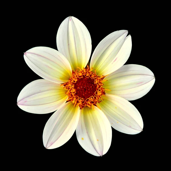 Siyah bir arka plan üzerinde izole sarı dahlia Deautiful çiçek