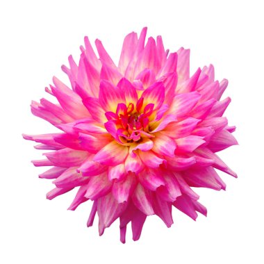 Beyaz bir arka plan üzerinde izole pembe dahlia Deautiful çiçek
