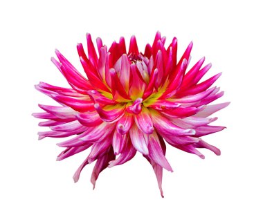 Beyaz bir arka plan üzerinde izole pembe dahlia Deautiful çiçek