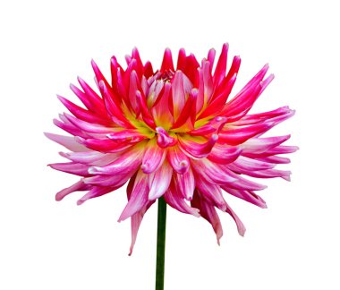 Beyaz bir arka plan üzerinde izole pembe dahlia Deautiful çiçek