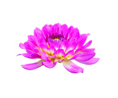 Beyaz bir arka plan üzerinde izole pembe dahlia Deautiful çiçek