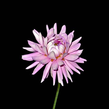 Pembe dahlia çiçek siyah bir arka plan üzerinde izole