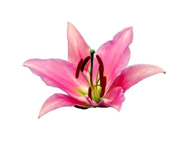 Güzel pembe zambak beyaz arka planda izole edilmiş.