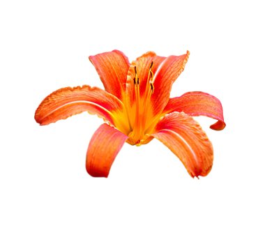 Güzel turuncu zambak beyaz bir arka plan üzerinde izole