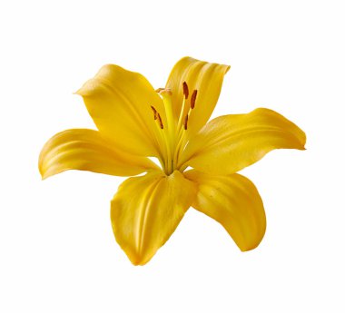 Güzel sarı zambak beyaz bir arka plan üzerinde izole