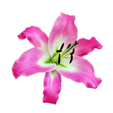 Güzel pembe zambak beyaz arka planda izole edilmiş.