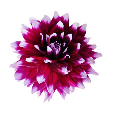 Beyaz bir arka plan üzerinde izole Motley dahlia çiçek